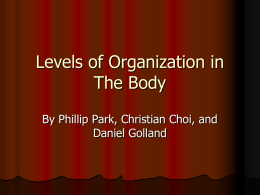 Levels of Organization in The Body