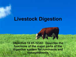 Livestock Digestion