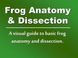 Frog Anatomy & Dissection
