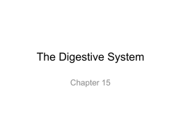 The_Digestive_System notes