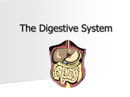 DigestiveSystem
