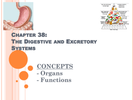Chapter 8: The Digestive System