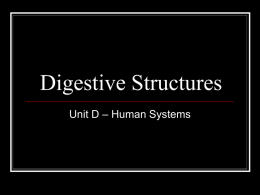 Digestive Structures