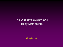 Digestive_System_and_Body_Metabolism__Ch