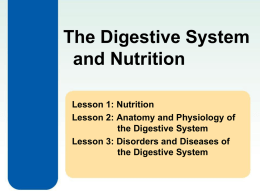 Digestive System updated