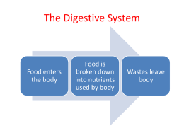 The Digestive System - White Plains Public Schools