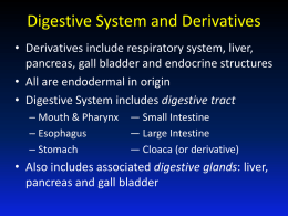 Digestive Tract and Derivatives