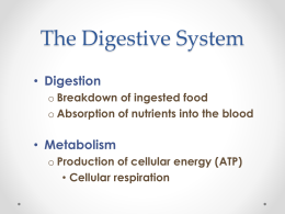 Digestive System Hard Copy Grade 10 studentsx