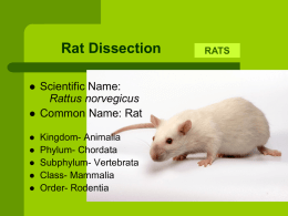Rat dissection guide