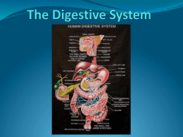 The Digestive System ppt