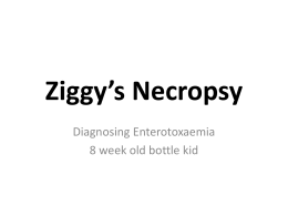Ziggy`s Necropsy - Prydelands Ranch