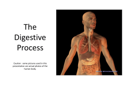 The Digestive Process pgs 516-527
