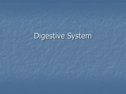 Digestion and Excretion ppt