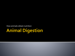 Animal Digestion Reproduction