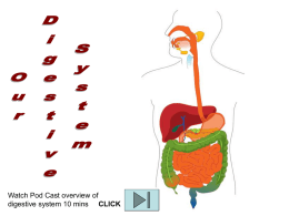 PP Human Digestive System