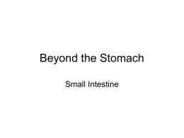 Beyond the Stomach - Blue Valley Schools
