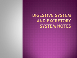 Digestive System and Excretory system Notes The Digestive System