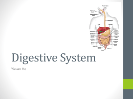 Digestive System - local