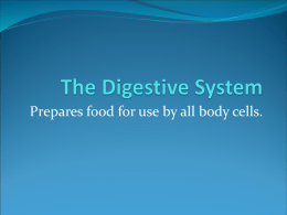 The Digestive System - Study Hall Educational Foundation