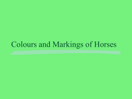 Colours and Markings of Horses