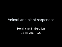Lesson 7 Homing and migration