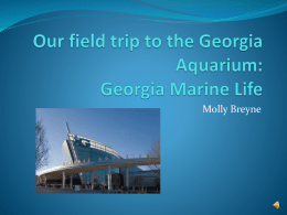 Our field trip to the Georgia Aquarium: Georgia Marine Life