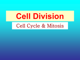 Cell Division Mitosis PowerPoint