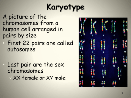 Karyotype