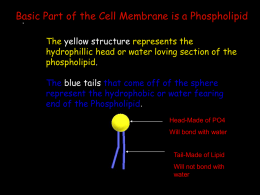 The yellow structure represents the hydrophillic or water loving