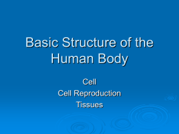 Basic Structure of the Human Body