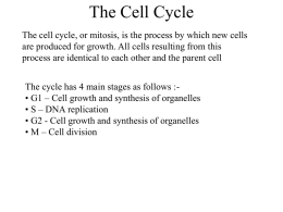Four Phases of Cell Division