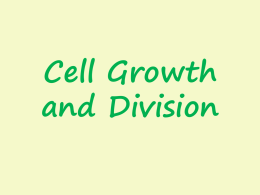 Cell Division (aka Mitosis)