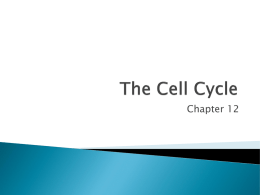 The Cell Cycle - Lake Stevens High School / Overview