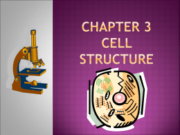 Chapter 3 Cell Structure - Shelbyville Central Schools