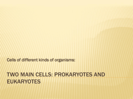 Two main cells: Prokaryotes and Eukaryotes