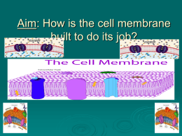 Aim: How does the structure of the cell membrane