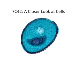 C42: A Closer Look at Cells