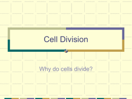 Cell Division - St. Clairsville High School