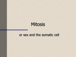 Mitosis - Coastalzone