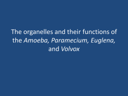 Amoeba, Paramecium, Euglena, and Volvox