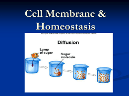 Cell Transport Homeostasis PPT
