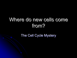 Where do new cells come from