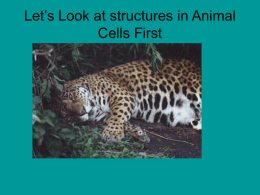 Biology Chap 7, cells organelles only