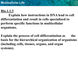 DNA Differentiation