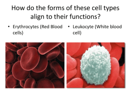 How do the forms of these cell types align to their functions?