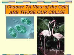 BioCellsCh7through p. 180