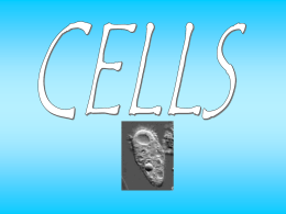 Cell organelles Lecture