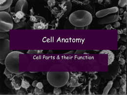 Cell Anatomy - The Science Queen