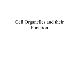 RACC BIO organelles and function