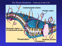 2. Plasma Membrane
